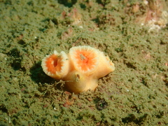 Cladopsammia eguchii