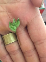 Philadelphus coronarius