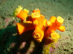 Dendrophyllia arbuscula