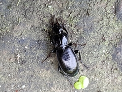 Pterostichus madidus