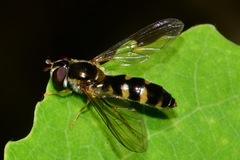 Meligramma