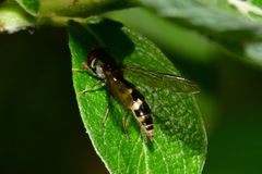 Meligramma