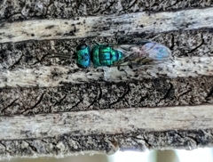 Trichrysis cyanea