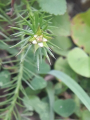 Cliococca selaginoides