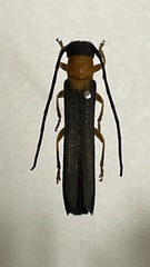 Oberea infranigrescens