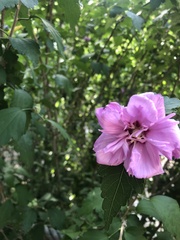 Hibiscus pedunculatus