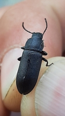 Tenebrio obscurus