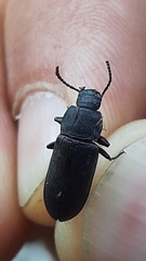 Tenebrio obscurus