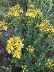 Hypericum perforatum