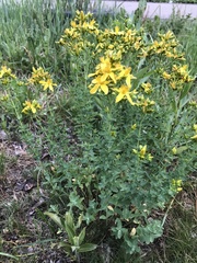 Hypericum perforatum