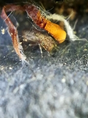 Pteroxanium kelloggi