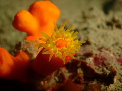 Dendrophyllia arbuscula