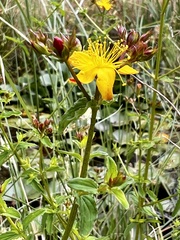 Hypericum undulatum