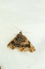 Pangrapta griseola