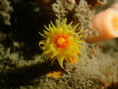 Dendrophyllia arbuscula
