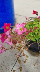 Saxifraga