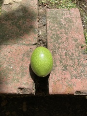 Juglans regia