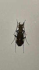 Cicindela japana