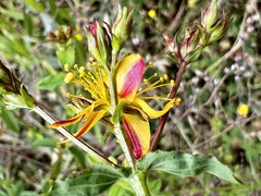 Hypericum undulatum