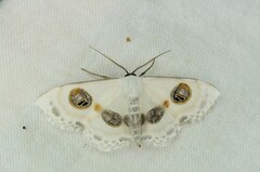 Problepsis eucircota