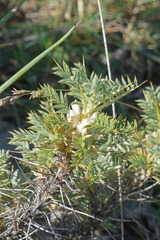 Astragalus granatensis