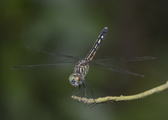 Pachydiplax longipennis