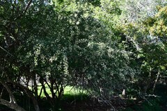 Gymnosporia maranguensis