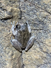 Litoria coplandi