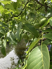 Juglans regia