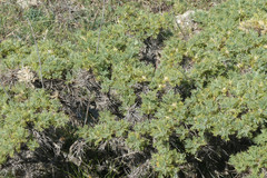 Astragalus granatensis