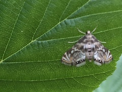 Neocataclysta magnificalis
