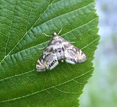 Neocataclysta magnificalis