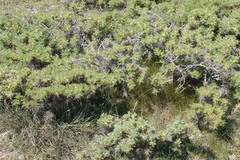 Astragalus granatensis