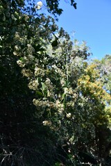 Gymnosporia maranguensis