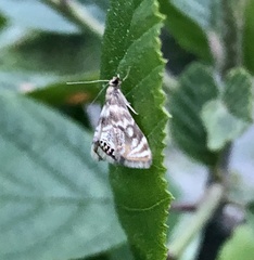 Neocataclysta magnificalis