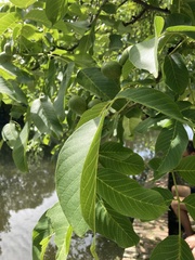 Juglans regia