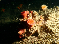 Cladopsammia eguchii