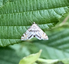 Neocataclysta magnificalis