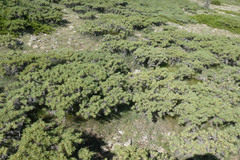 Astragalus granatensis