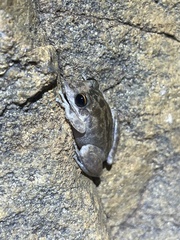 Litoria coplandi