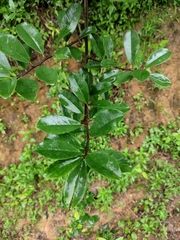 Maclura cochinchinensis