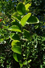 Gymnosporia maranguensis