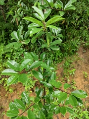 Maclura cochinchinensis