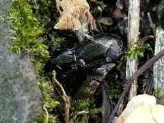 Pterostichus madidus