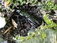 Pterostichus madidus