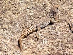 Oplurus cyclurus