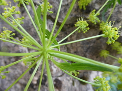Molopospermum peloponnesiacum