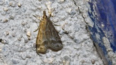 Eudonia pallida