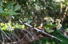 Gymnosporia maranguensis