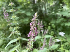 Stachys sylvatica